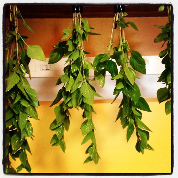 container gardening i love basil, container gardening, gardening, Drying Basil