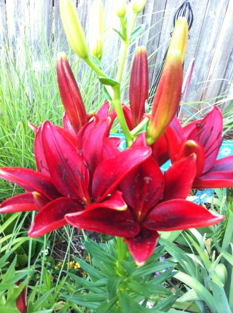 my early summer garden, flowers, gardening, outdoor living, Check out how tall my lilies are this year
