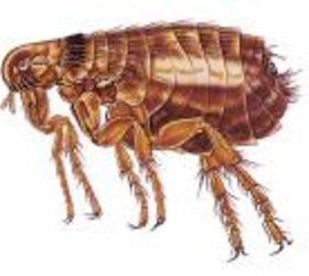fleas, pest control, Flea