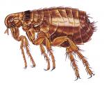 fleas, pest control, Flea