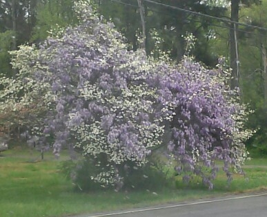 what color is your purple, flowers, gardening, Sure is pretty but purple and white blooms both on one tree What o what could it be