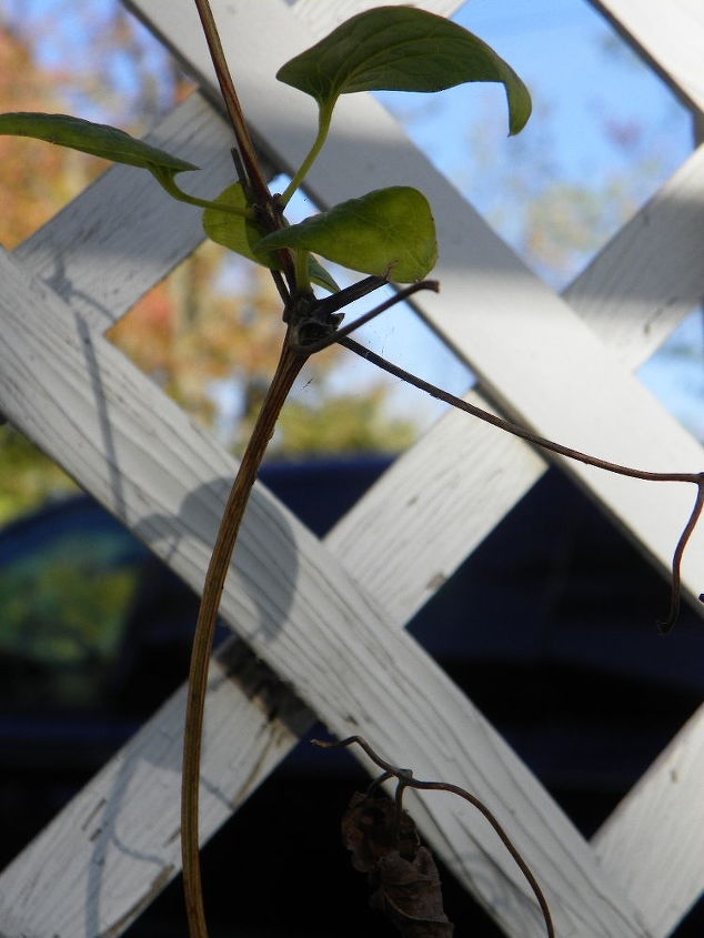 clematis vivir o no vivir, Un primer plano del nuevo tallo