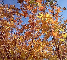 some fall color thoughts to brighten your day, gardening, seasonal holiday decor, OK so now ya ll have to know this is my favorite tree for year round interest Coral Bark Maple Sango KaKu