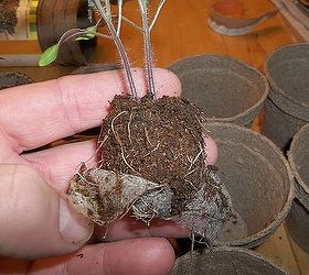 transplanting tomato seedlings, gardening, The peat pellet netting must be gently slit down the sides to keep from getting in the way of the roots