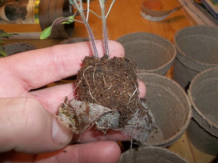 trasplante de plantulas de tomate, La malla de turba debe cortarse suavemente por los lados para que no estorbe a las ra ces