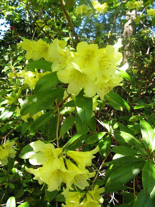 leura garden festival kicks off this weekend i can t wait, flowers, gardening, Rhododendrons I think