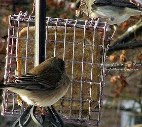 feed the birds, wildlife animals, Suet provides a high energy food for the cold weather