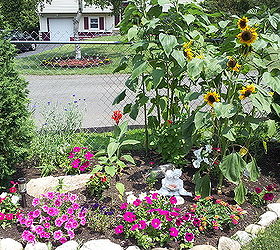 pt 3 of practically amp mostly care free flowers amp show stoppers, flowers, gardening, hydrangea, perennials, More Rewarding than seeing my Flowers Bloom are the people walking by and stopping to tell me that they look forward to seeing my garden walking passed my home on their morning Walks Priceless