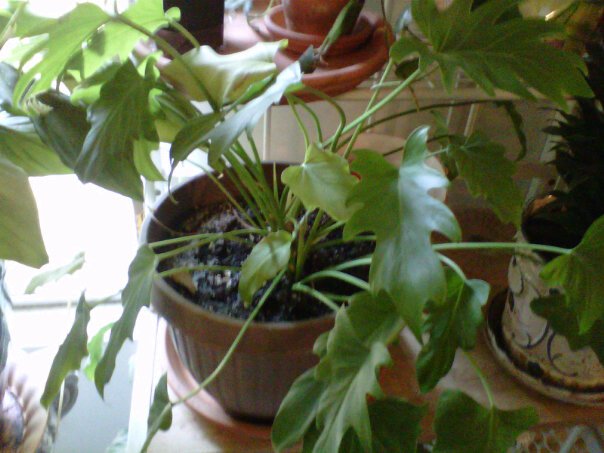 q can someone identify this plant for me, gardening, small indoor plant