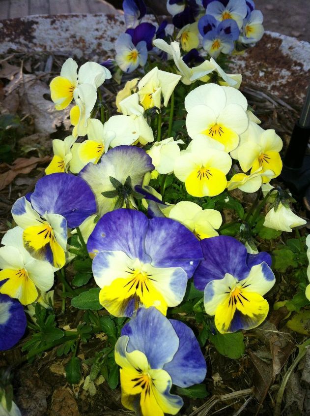 flowers in my backyard, flowers, gardening