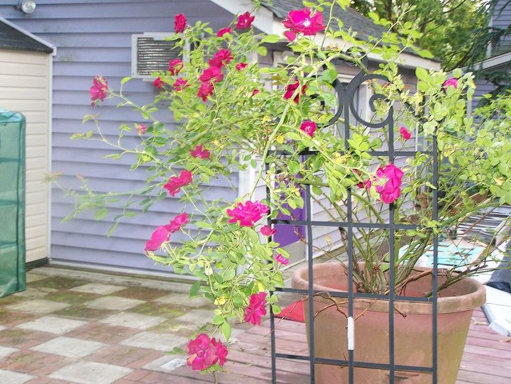from carriage house to cabana, outdoor living, patio, pool designs, Patio rose 20 years old and still blooming