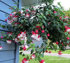 note your garden successes and failures, container gardening, gardening, succulents, It was a banner year for fuchsias Not too hot Here they are hanging in galvanized buckets Success