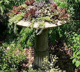 our fairfield home amp garden s most popular posts of 2012 bestof2012, container gardening, flowers, gardening, succulents, Succulent Bird Bath see more at