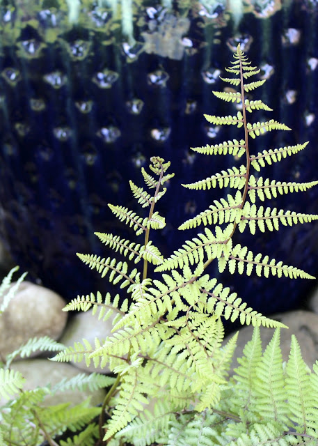 a water feature for a shade garden, gardening, ponds water features, Use river rock around the base and plant woodland plants such as this ghost fern to soften the edges