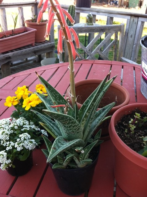 gardening, container gardening, flowers, gardening, succulents, Zebra Aloe which my Husband wanted Can t take the South Texas gardener out of him