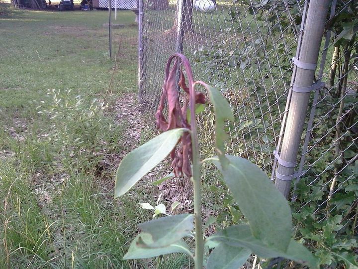 i found this on 3 of my 4 rabbiteye blueberry plants its only on new growth shoots, gardening