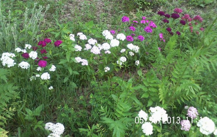 just some of the flowers in our yard, flowers, gardening, Sweet William