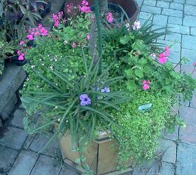 pot rambling, container gardening, flowers, gardening, hydrangea, perennials, Mixed perennials and annuals together
