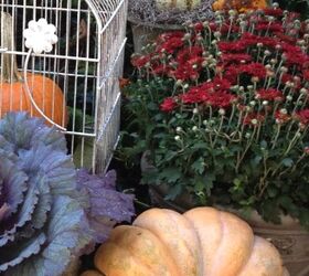 fall garden inspiration, gardening, halloween decorations, seasonal holiday d cor, Red burgundy mums purple kale and pale Cinderella pumpkins are top choices every year