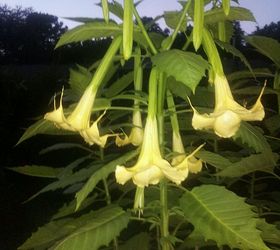 my 2013 flowers, flowers, gardening, hibiscus, This is my Yellow datura s First time they have bloomed since I got them The Plant is taller than I am by at least a foot I am 6 1