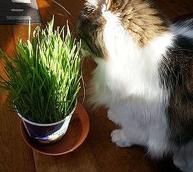 growing wheat grass for cats and dogs, gardening, homesteading, pets animals