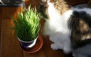 Cultivo de hierba de trigo para gatos (y perros).