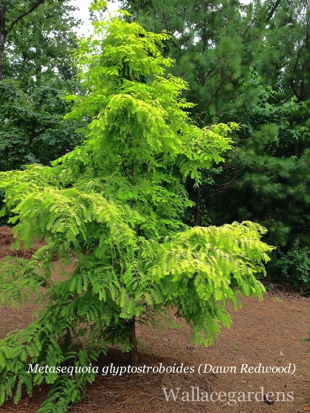 ancient deciduous conifers for today s landscapes, gardening, landscape, Metasequoia glyptostroboides Ogon Dawn Redwood