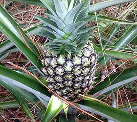 pineapples soon, gardening