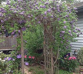 my wisteria arbor it is about 4 yrs old my husband built the arbor, gardening, outdoor living, Wisteria in bloom