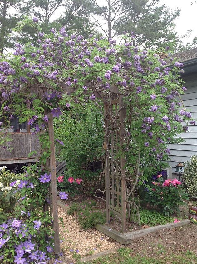 my wisteria arbor it is about 4 yrs old my husband built the arbor, gardening, outdoor living, Wisteria in bloom