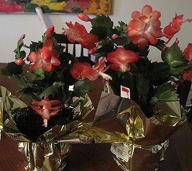 potting more than one christmas cactus in the same pot, My new Christmas Cactuses Sunset Dancer