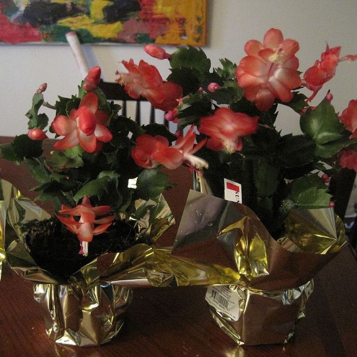 potting more than one christmas cactus in the same pot, My new Christmas Cactuses Sunset Dancer