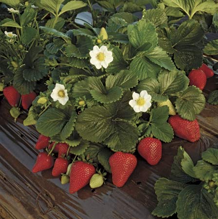 growing your own strawberry patch, container gardening, gardening, Look for ripened fruit with no green or yellow skin