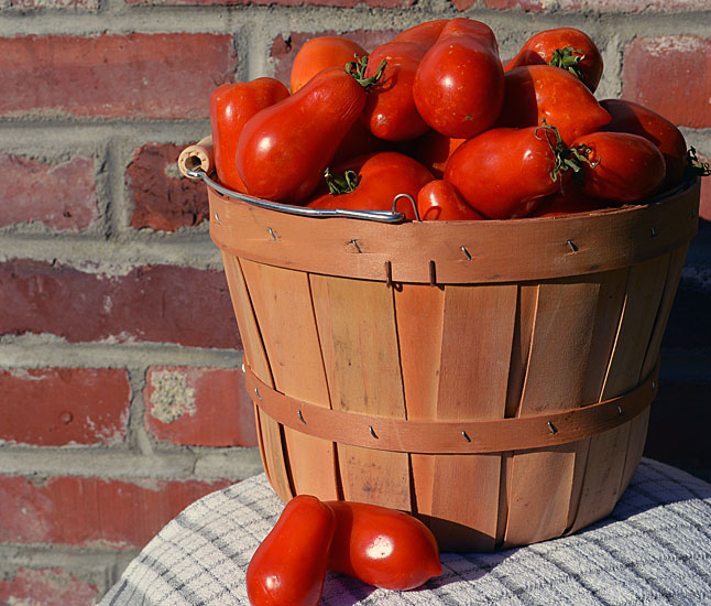 preserving the harvest rich italian tomato sauce, gardening, homesteading, Fresh picked tomatoes makes for fresh tasting sauce