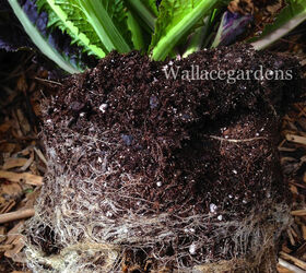 the color purple monochromatic edible container garden, container gardening, flowers, gardening, Look at those roots Don t be afraid to pull them apart gently with your fingers This allows the plants to establish more quickly