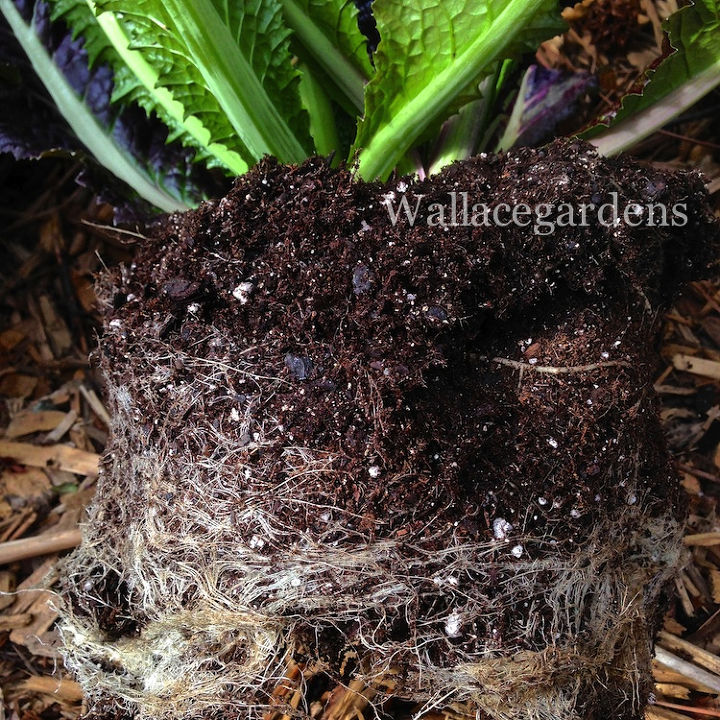 the color purple monochromatic edible container garden, container gardening, flowers, gardening, Look at those roots Don t be afraid to pull them apart gently with your fingers This allows the plants to establish more quickly