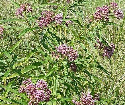 plant id please, gardening