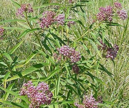 plant id please, gardening