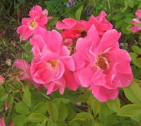 easy tips for pruning roses, gardening, Pillar Rose