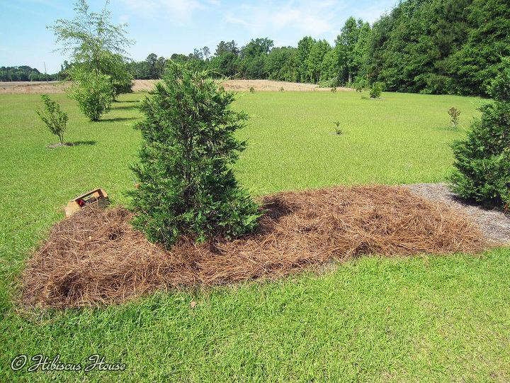 pine straw by the truckload for hibiscus house, flowers, gardening, hibiscus, perennials