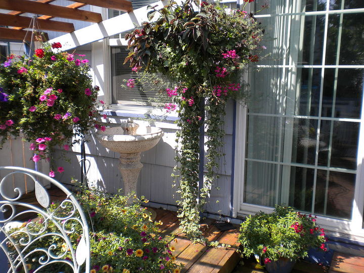 my backyard garden, flowers, gardening, outdoor living, My deck