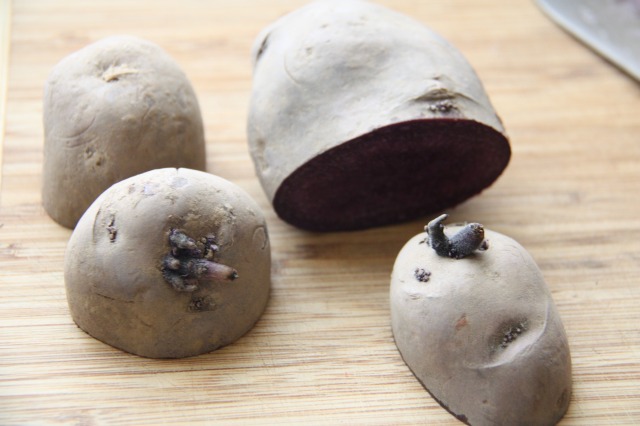 how to prepare seed potatoes for planting, gardening, homesteading, Cutting the Seed Potatoes