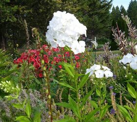 mountain yard in british columbia, flowers, gardening, White Phlox