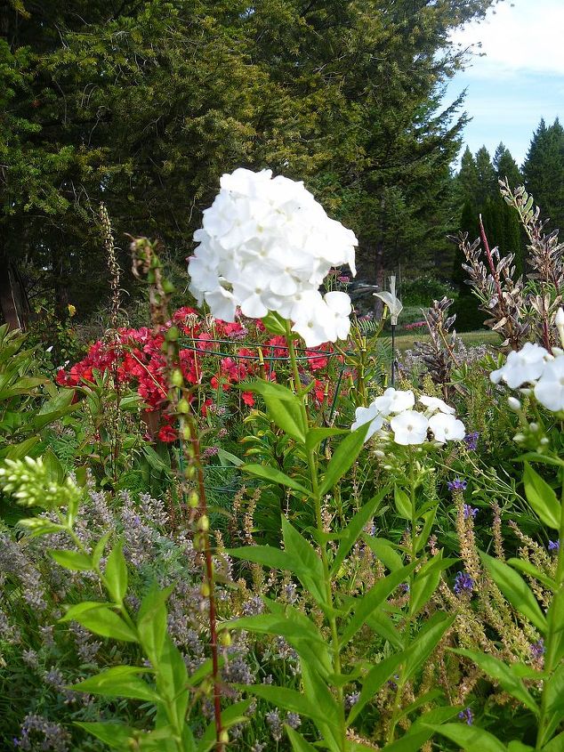 mountain yard in british columbia, flowers, gardening, White Phlox
