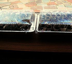 starting seeds for the 2014 vegetable garden, gardening, Dollar store pans are perfect mini greenhouses for our window sill