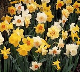think spring pointers for bulb planting season, gardening, Naturalizing mixtures are a great way to save on bulbs Photo via John Scheepers