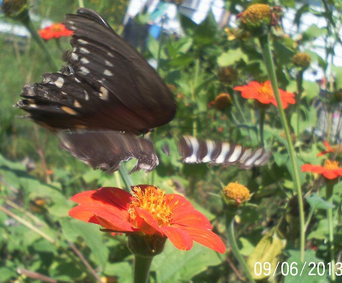 bee s butterflies n flowers, flowers, gardening, pets animals