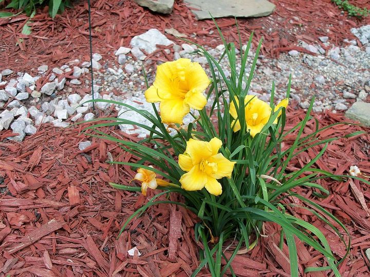 mellow yellow, flowers, gardening, day lillies