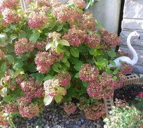 q what should i do to my hydrangeas, flowers, gardening, hydrangea, And Look what the sun and heat did to them