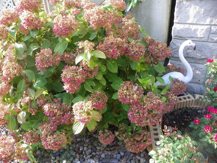 q what should i do to my hydrangeas, flowers, gardening, hydrangea, And Look what the sun and heat did to them